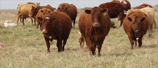 Free-Range Ox